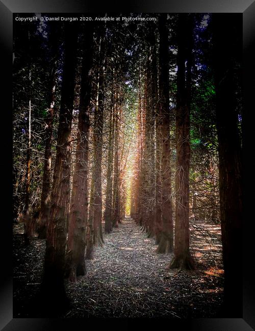 Colonnade in the Ashridge Forest Framed Print by Daniel Durgan