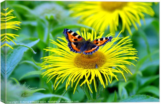 Small tortoiseshell butterfly and fly on a daisy a Canvas Print by Fiona Williams