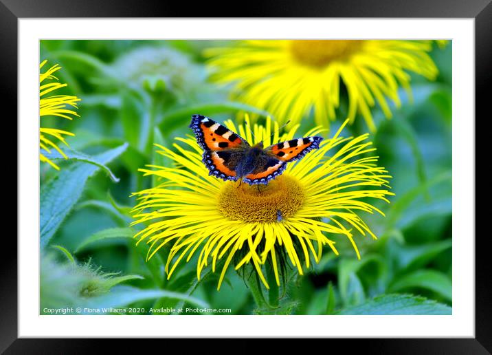 Small tortoiseshell butterfly and fly on a daisy a Framed Mounted Print by Fiona Williams