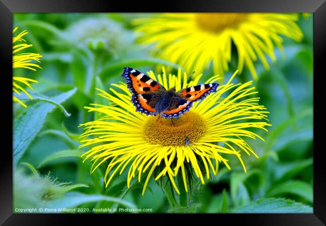 Small tortoiseshell butterfly and fly on a daisy a Framed Print by Fiona Williams