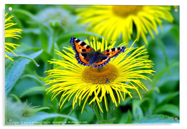 Small tortoiseshell butterfly and fly on a daisy a Acrylic by Fiona Williams
