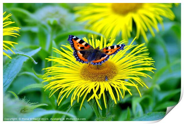 Small tortoiseshell butterfly and fly on a daisy a Print by Fiona Williams
