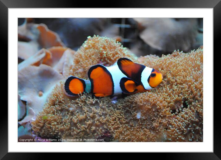 Real life Nemo Clown fish on some anemonie Framed Mounted Print by Fiona Williams