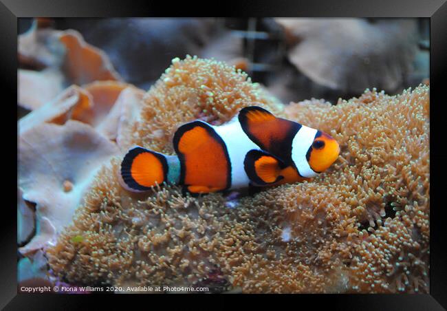 Real life Nemo Clown fish on some anemonie Framed Print by Fiona Williams