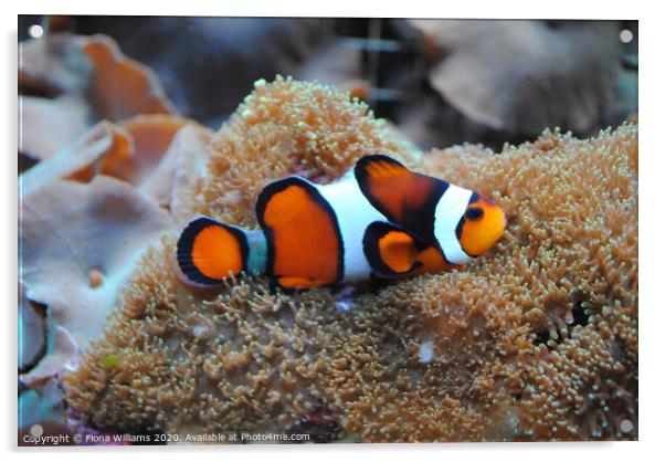 Real life Nemo Clown fish on some anemonie Acrylic by Fiona Williams
