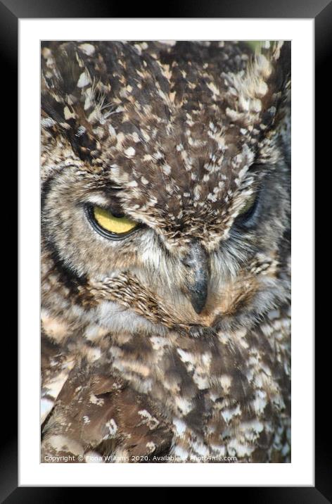 European Eagle Owl up close Framed Mounted Print by Fiona Williams