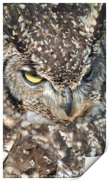 European Eagle Owl up close Print by Fiona Williams