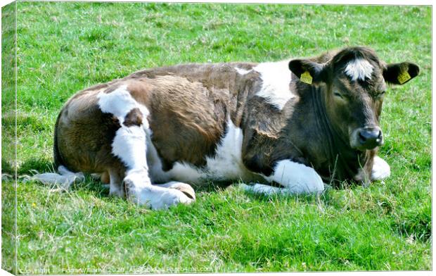 Beautiful cow having a rest on the farm at Sweetheart Abbey Dumfries and  Galloway Canvas Print by Fiona Williams