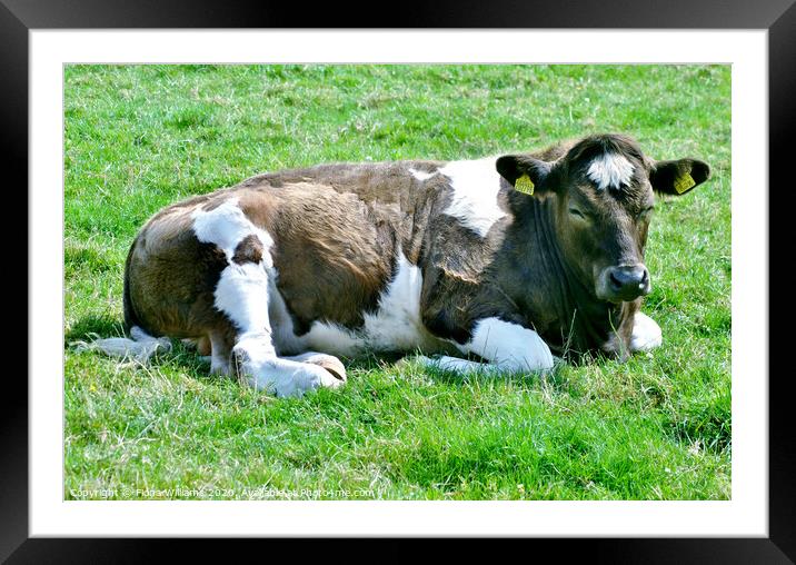 Beautiful cow having a rest on the farm at Sweetheart Abbey Dumfries and  Galloway Framed Mounted Print by Fiona Williams