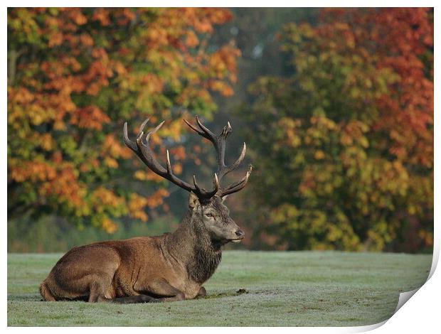 A deer in a field Print by Steve Adams