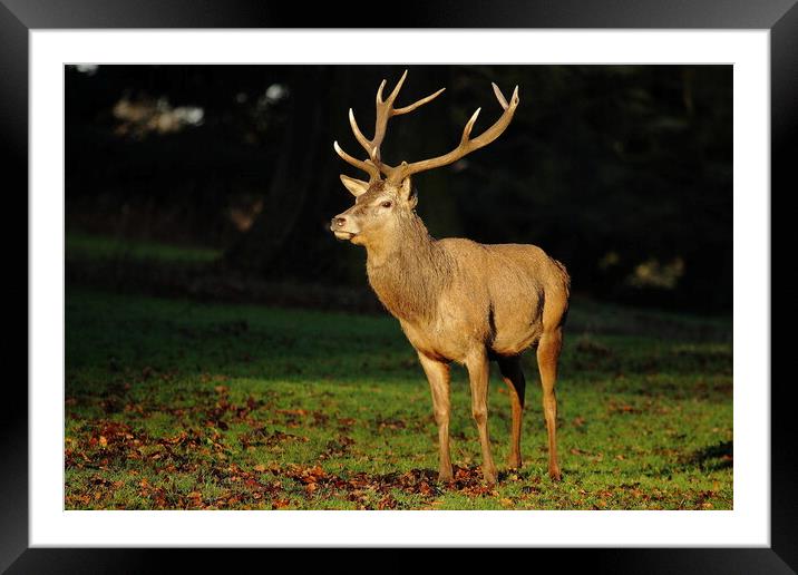 A deer standing in front of a green field Framed Mounted Print by Steve Adams