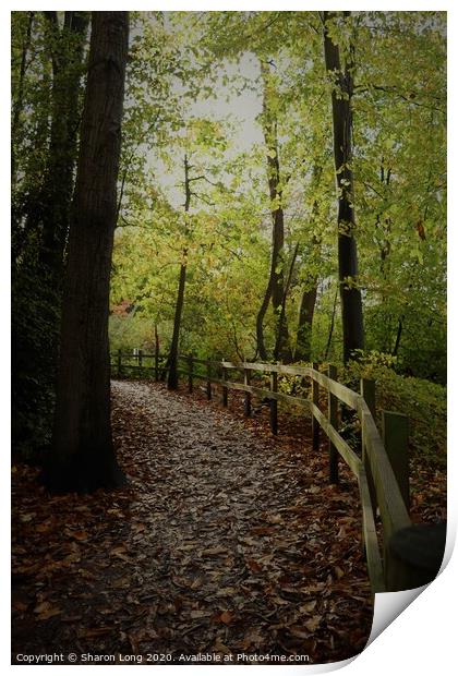 An Autumn walk in Eastham Woods Print by Photography by Sharon Long 