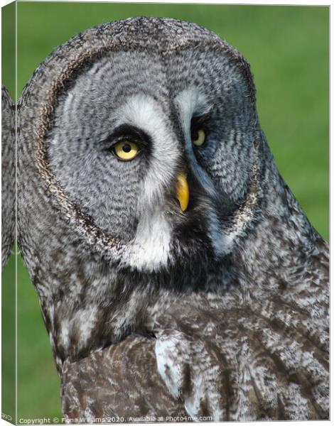 A close up of a Great Grey Owl  Canvas Print by Fiona Williams