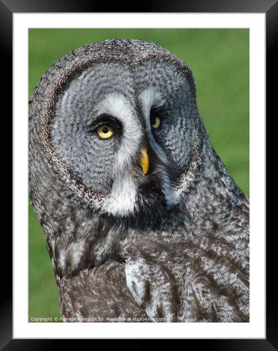 A close up of a Great Grey Owl  Framed Mounted Print by Fiona Williams