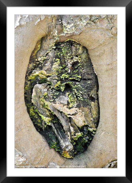 Beautiful abstract pattern in a tree trunk in Cambusnethan woods Framed Mounted Print by Fiona Williams