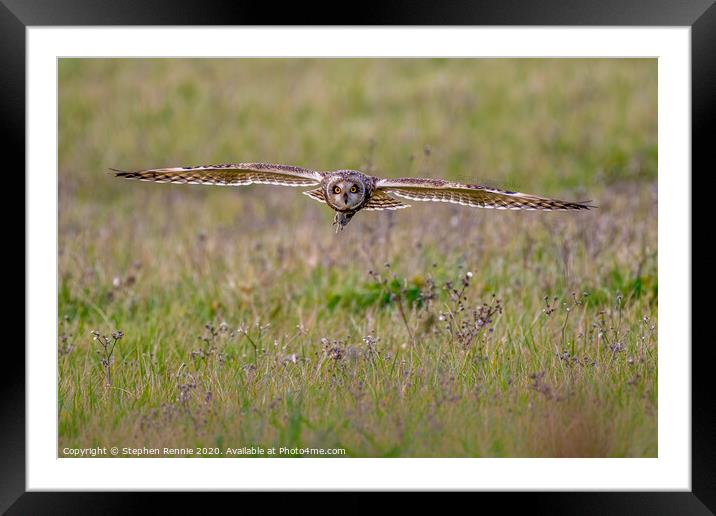 Short-eared owl with prey Framed Mounted Print by Stephen Rennie