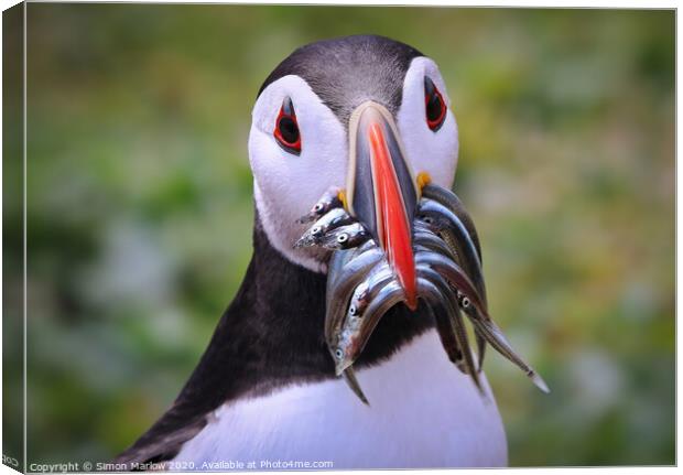 Atlantic Puffin returning with Sandeels Canvas Print by Simon Marlow