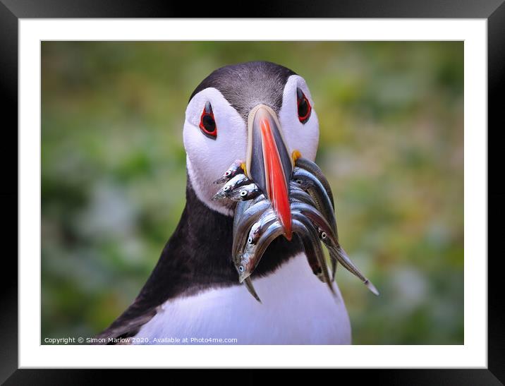 Atlantic Puffin returning with Sandeels Framed Mounted Print by Simon Marlow