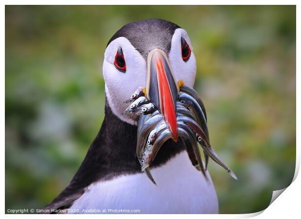 Atlantic Puffin returning with Sandeels Print by Simon Marlow