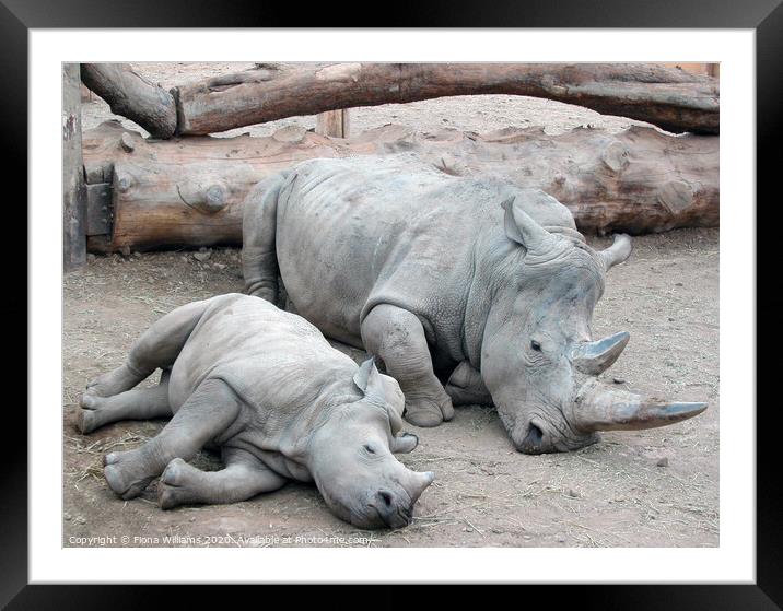 Mum and baby white rhino at Blair Drummond Safari  Framed Mounted Print by Fiona Williams
