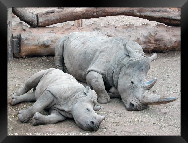 Mum and baby white rhino at Blair Drummond Safari  Framed Print by Fiona Williams