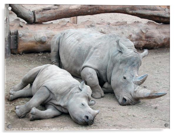 Mum and baby white rhino at Blair Drummond Safari  Acrylic by Fiona Williams