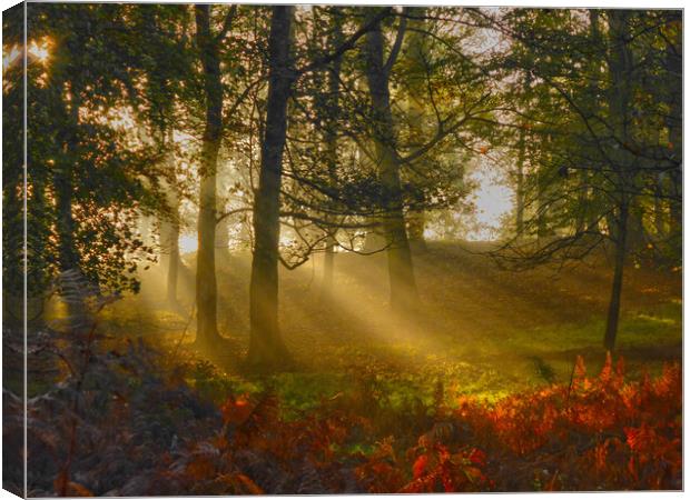 Morning rays Canvas Print by Steve Adams