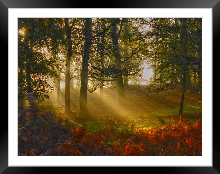 Morning rays Framed Mounted Print by Steve Adams