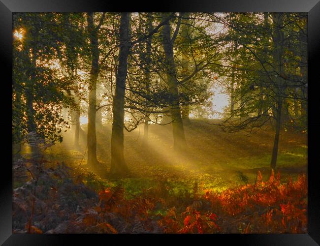 Morning rays Framed Print by Steve Adams