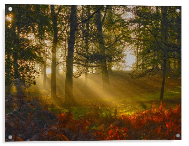 Morning rays Acrylic by Steve Adams