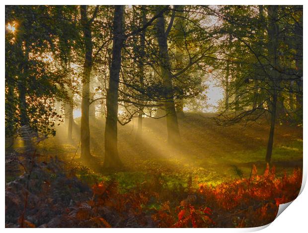 Morning rays Print by Steve Adams