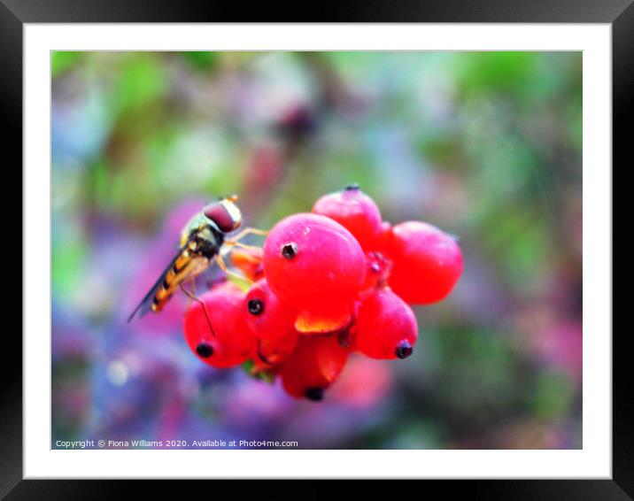 A hoverfly on some berries in a garden in Freuchie Framed Mounted Print by Fiona Williams
