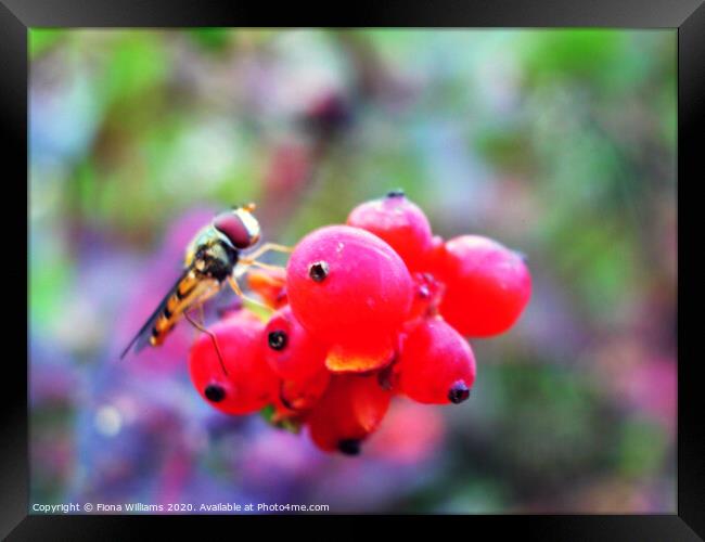 A hoverfly on some berries in a garden in Freuchie Framed Print by Fiona Williams