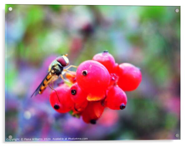 A hoverfly on some berries in a garden in Freuchie Acrylic by Fiona Williams