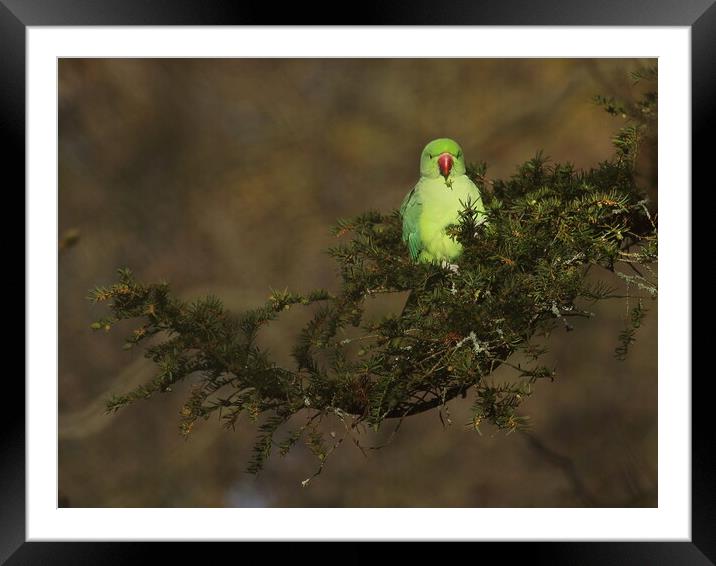 Ring necked parakeet Framed Mounted Print by Steve Adams