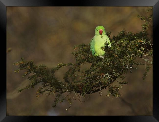 Ring necked parakeet Framed Print by Steve Adams