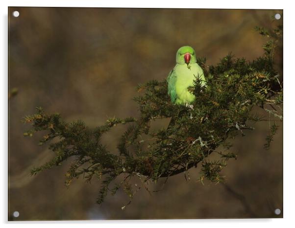 Ring necked parakeet Acrylic by Steve Adams