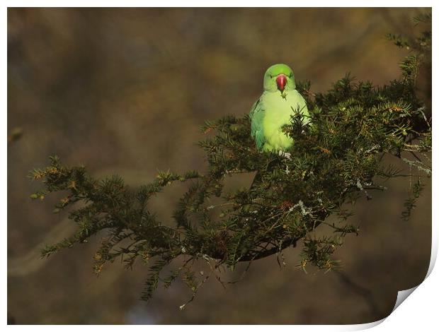 Ring necked parakeet Print by Steve Adams