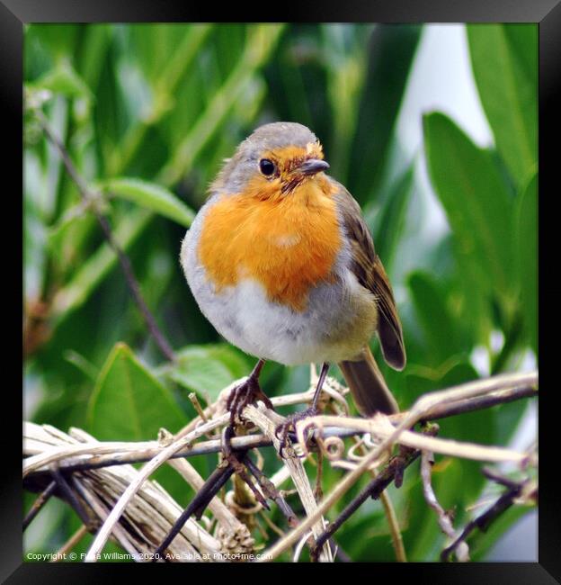 Robin red breast on my garden fence Framed Print by Fiona Williams