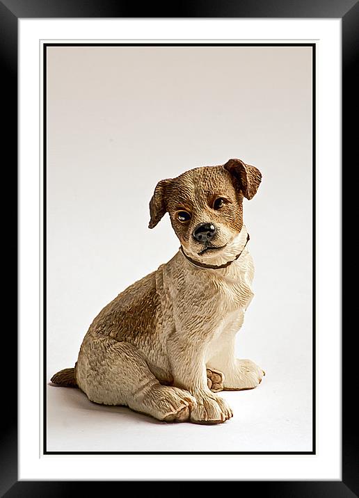Puppy Dog Framed Mounted Print by Doug McRae