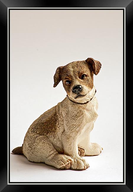 Puppy Dog Framed Print by Doug McRae