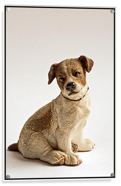 Puppy Dog Acrylic by Doug McRae
