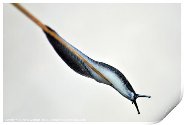 Slug stretching on a haystalk in cambusnethan woodlands Print by Fiona Williams