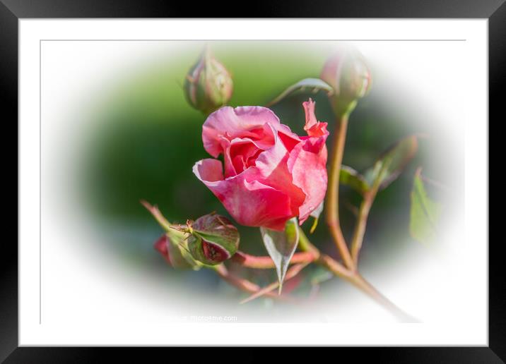 Rose, Pink  Framed Mounted Print by Holly Burgess
