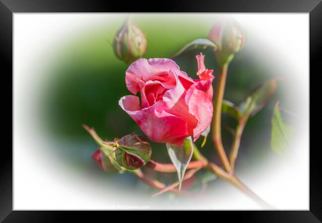 Rose, Pink  Framed Print by Holly Burgess
