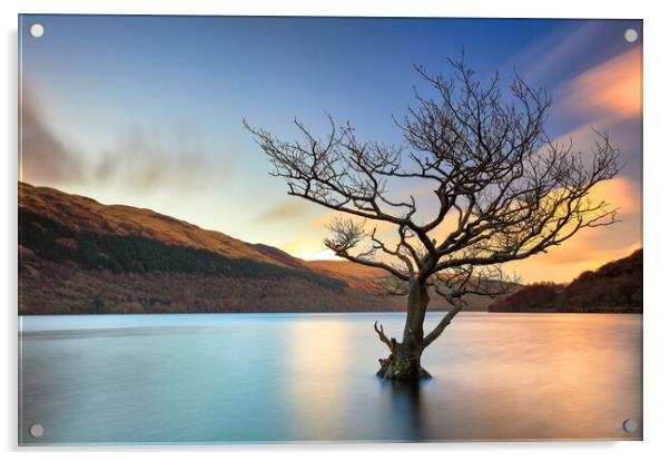 Lone Tree Sunset Acrylic by Grant Glendinning