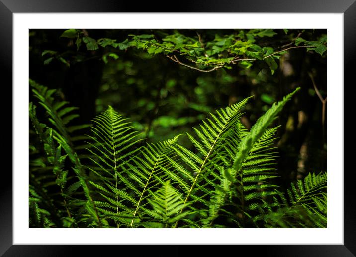Sunlit Ferns Framed Mounted Print by Steve Purnell