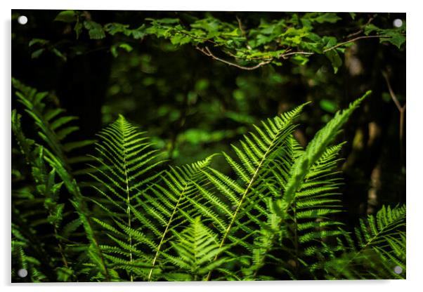 Sunlit Ferns Acrylic by Steve Purnell