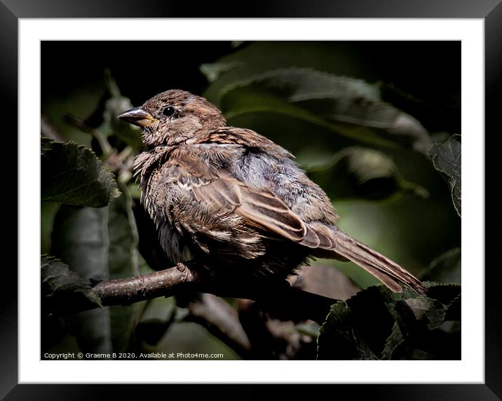 Young Sparrow Framed Mounted Print by Graeme B