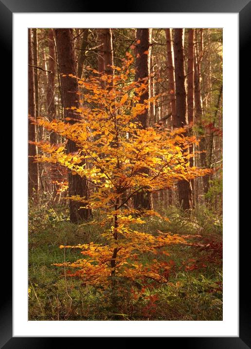 Sunlit autumn beech tree Framed Mounted Print by Simon Johnson
